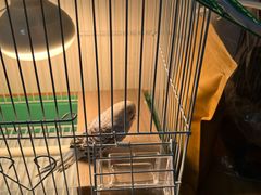 -明明手养鹦鹉(堤角花鸟宠物大世界店)