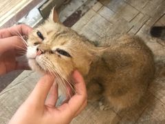 -猫爷宠物生活馆·撸猫馆