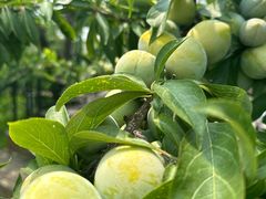 -丽泽山庄·生态怀柔菜·虹鳟鱼(红螺寺店)