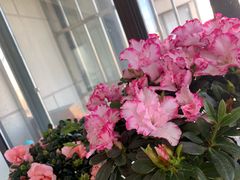 -曲阳花鸟市场(曲阳路店)