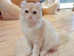 -瞄一喵猫咖(格力海岸店)