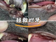 -瑞派宠物医院东莞中心医院·24H转诊·异宠(新河北路院)