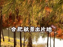 -合肥滨湖国家森林公园