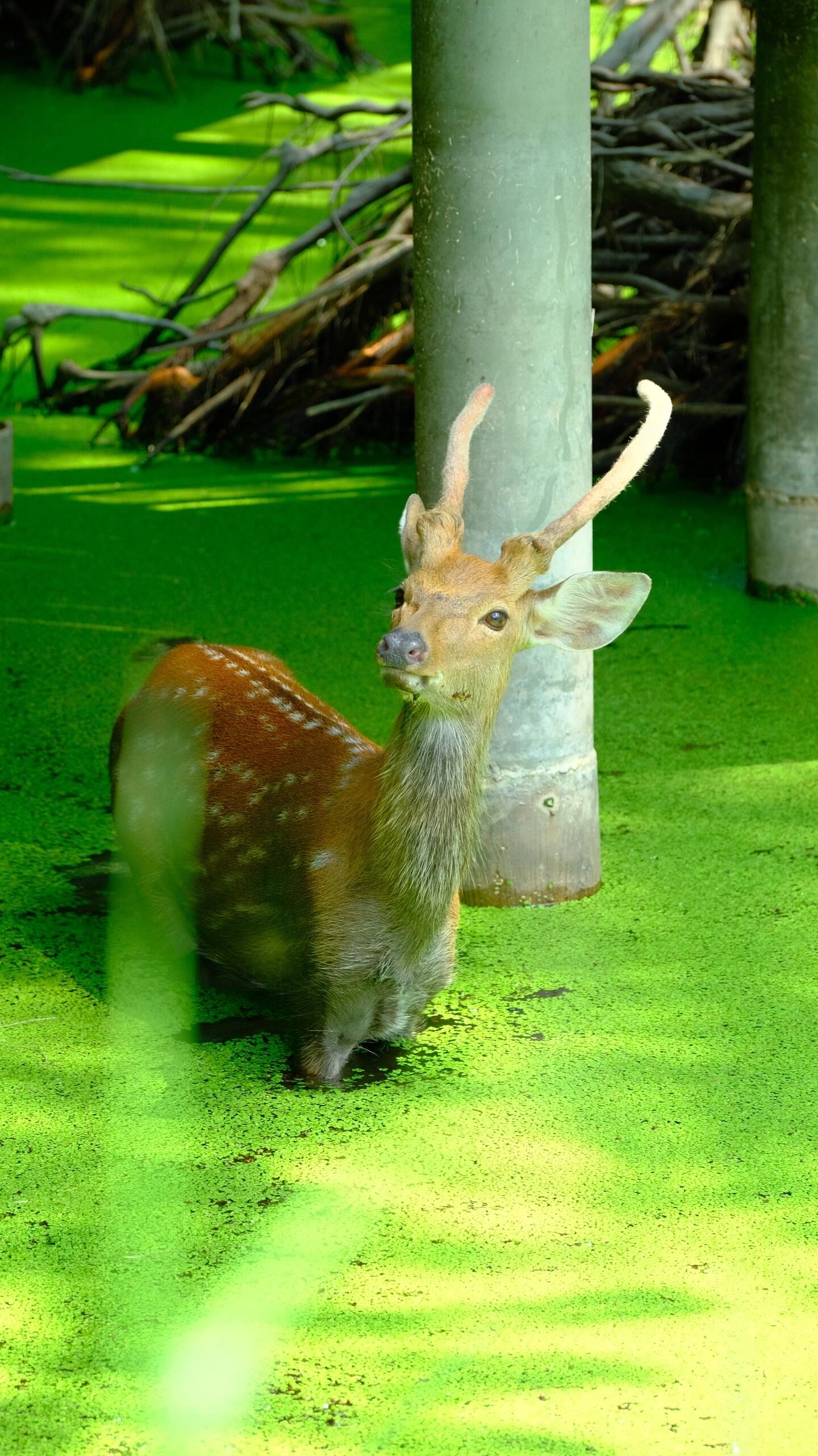 偶遇青山湖的神秘嘉宾🦌原来偶遇小鹿是惊喜!