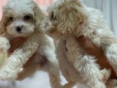 -翊宠yipet猫狗购宠庄园犬舍•猫舍