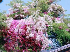 -深圳国际园林花卉博览园