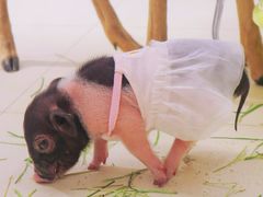 -怪兽屋·羊驼·猫咖·狗咖(俊华广场店)