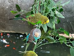 -南宫五洲植物乐园