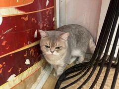-Let's go狗咖·猫咖·奶狗·桌游(春熙路IFS店)