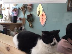 -平行世界·猫咖(首经贸店)