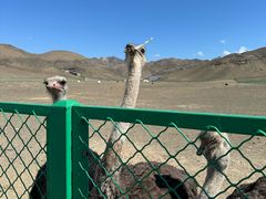 -新疆天山野生动物园