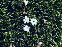 -上海市龙华烈士陵园