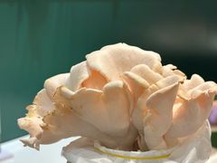 -烹然四季椰子鸡火锅(姚家园万象汇店)