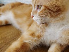 -平行世界·猫咖(首经贸店)