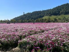 -径山花海