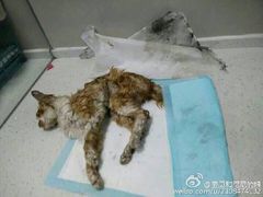 盛京一禾-盛京一禾