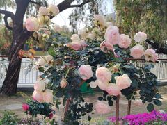 -人民公园(罗湖区)