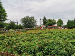 -羊亭河湿地公园