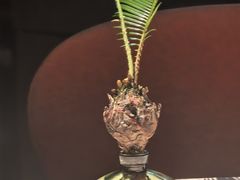 -三利音·玖弄小鲜(浦东嘉里城店)