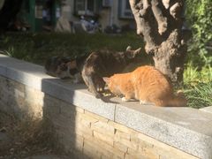 -大益烤鸡