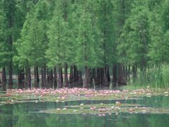 -白鹭湾湿地公园