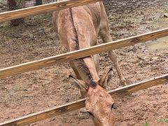 -秦皇岛野生动物园
