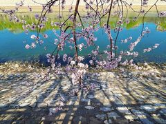 -桃花堤公园