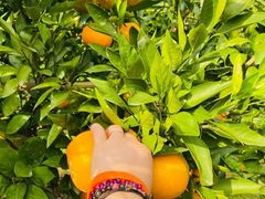 -前小桔亲子创意农场·草莓采摘·露营烧烤