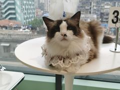 -怪兽屋·羊驼·猫咖·狗咖(俊华广场店)