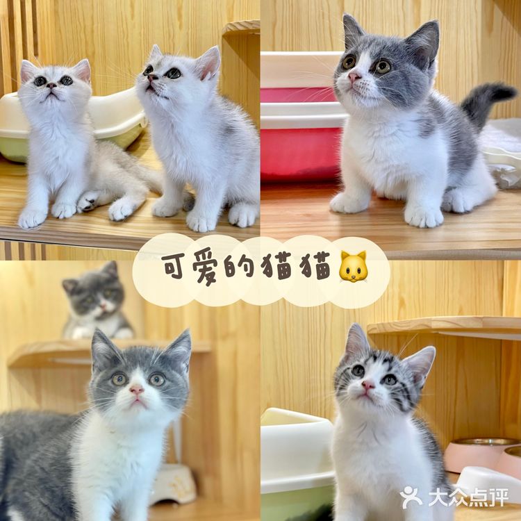 上海宠物店推荐|找到了买猫狗的好地方！