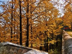 -阳台山自然风景区