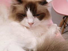 -三花喵·撸猫购宠·宠物生活馆(虹桥南丰城店)