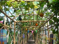 北京观光南瓜园&nbsp;(5)-观光南瓜园