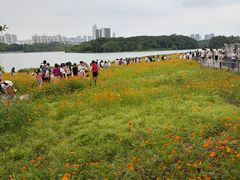 -海珠湖公园