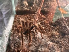 -上海大自然野生昆虫馆(东方明珠·爬宠昆虫探索中心)