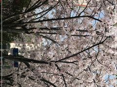 -高东镇樱花园