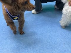 -博特宠物医院24h犬猫全科.骨科·异宠