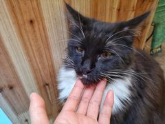 -猫色咖啡·猫咖