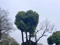 -拙政园