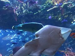 -迪拜帆船酒店海底餐厅