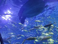 -太平洋海底世界