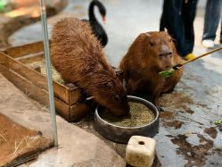 -Zoolung Zoolung动物主题公园(海信广场店)