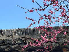 -杭州植物园
