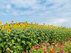 -苏州太湖西山岛开心农场