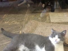 -猫咪博物馆(顶澳仔猫街店)