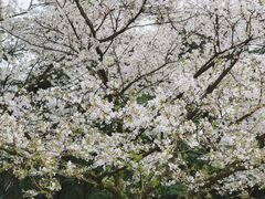 -西湖外事游船(花港观鱼码头)