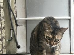 -大澳