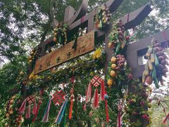 -西双版纳原始森林公园