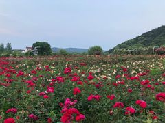 -龙寺生态园
