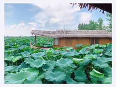 -池杉湖湿地公园